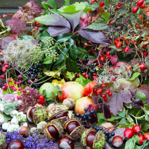 Kvetoucí poklady podzimu