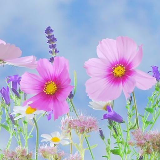 Rostliny našich babiček-18-08-18